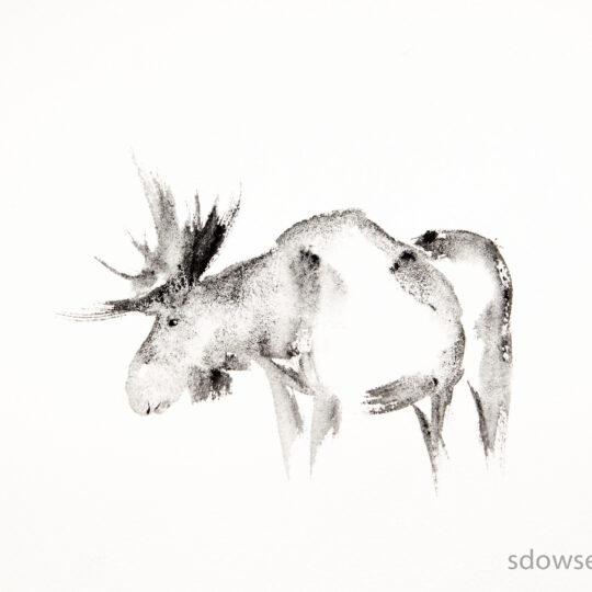 Moose in Grey