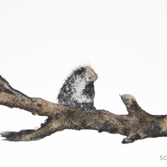 Porcupine
