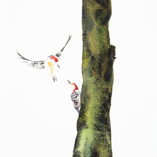 Red Bellied Woodpeckers on Tree