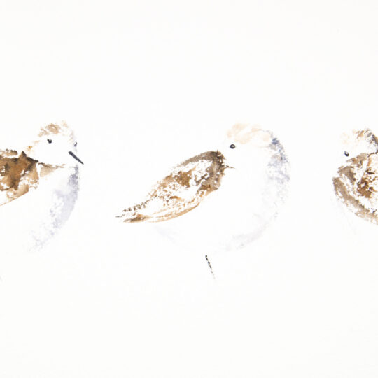 Sanderling Trio IV